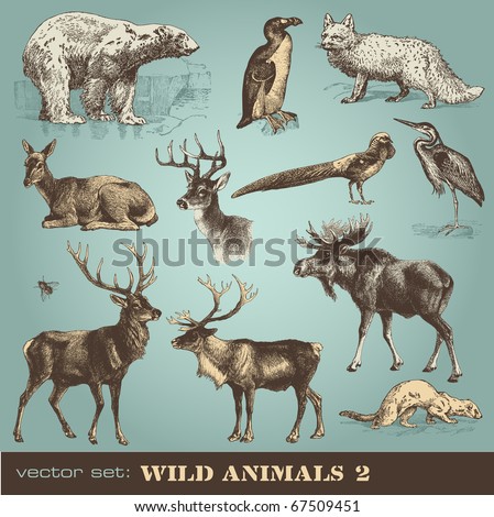 vector set: wild animals (2)