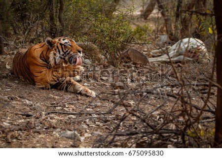 Giant tiger male next to his dead prey. Tiger in the nature habitat. Wildlife scene with danger animal. Hot summer in Rajasthan, India. Dry trees with beautiful indian tiger, Panthera tigris
