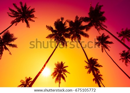 Palm trees at vivid tropical sunset