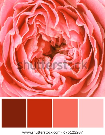 Palette with salmon color and beautiful flower, closeup
