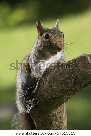 Tree squirrel that looks like it is saying something