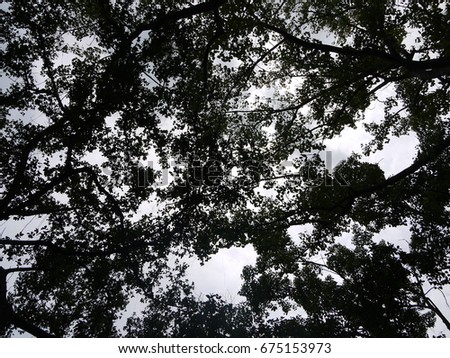 Silhouette picture of tree canopy