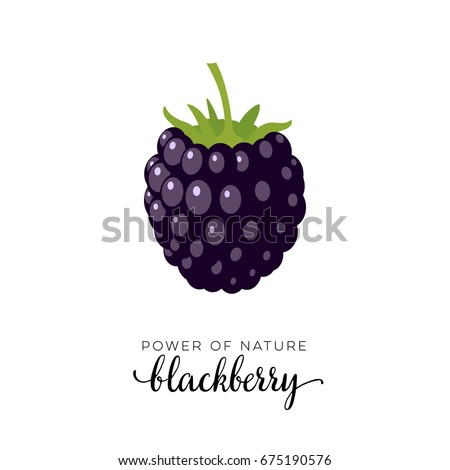 Dark purple blackberry berry flat icon with inscription colorful vector illustration of eco food isolated on white.  Royalty-Free Stock Photo #675190576