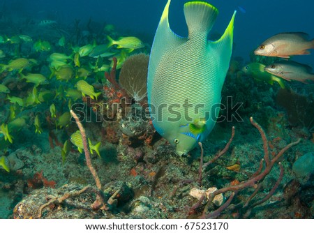 Blue Angelfish on a reef.  Picture taken in Palm Beach County, Florida.