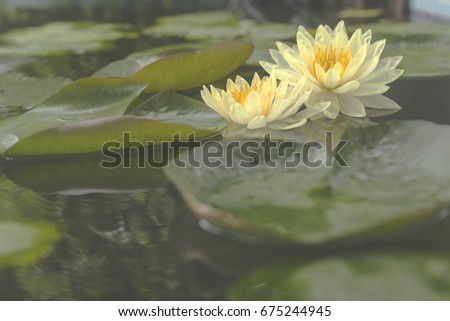 Good morning with beautiful lotus flower.