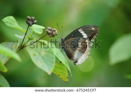 Macro photography - A beautiful butterfly and pollen with sweet tone. picture has blurry or noise or soft focus when view full resolution(DOF)