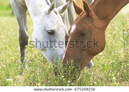 horses feeding on a field in summer 
