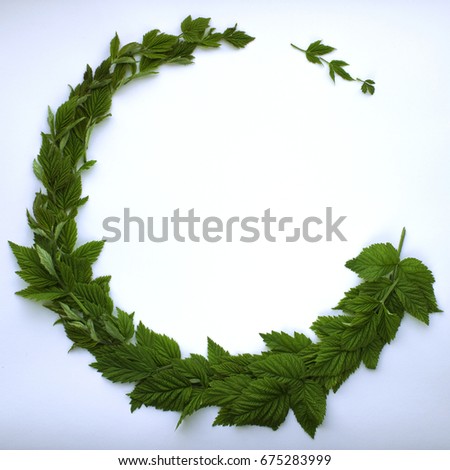 Leaves on white background	