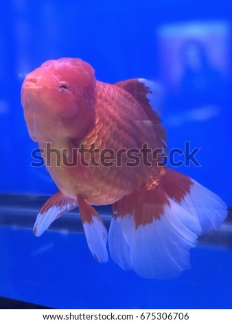 Goldfish in a blue fish tank.