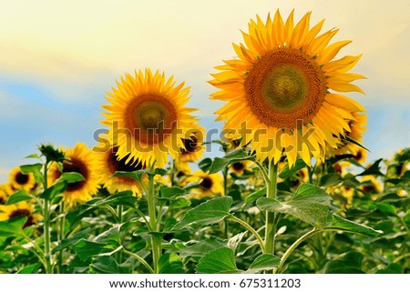 Big bright yellow organic sunflowers with evening sky on the background