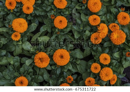 Some calendula flowers on the green background of their own leaves