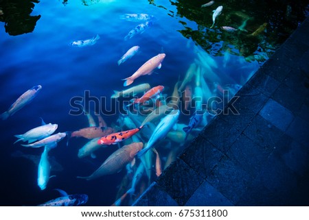 Fancy carp, Mirror carp in the pond, Pond with fish in many bright colors.