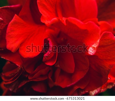 Abstract red flower picture in the garden for red background