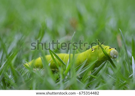 worm Caterpillar green grass