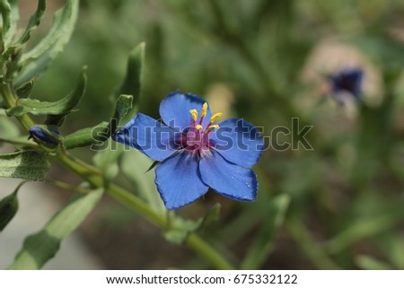 "Blue Pimpernel" flower (or Garden Pimpernel, Flaxleaf Pimpernel, Gauchheil) in St. Gallen, Switzerland. Its Latin name is Anagallis Monelli (Syn Lysimachia Monelli), native to Mediterranean region.
