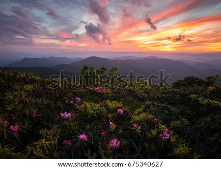 Rhododendrons blooming on top of the Blue Ridge Parkway under an amazing sunset