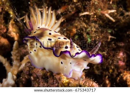 Underwater picture of Risbecia pulchella show its mouth, Nudibranch, Sea Slug