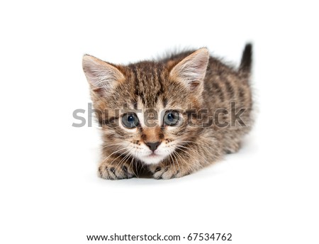 Kitten on a white background ready to attack