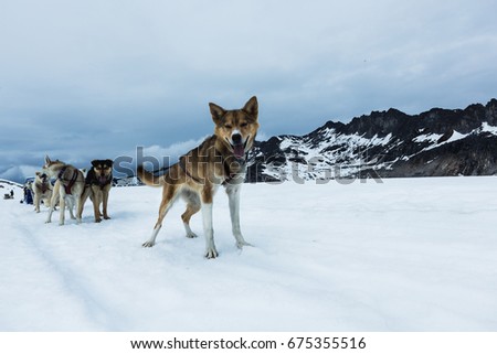 Husky dog sled in Alaska Mountain