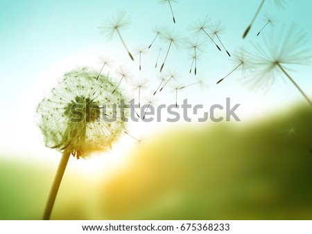 Dandelion seeds blowing in the wind across a summer field background, conceptual image meaning change, growth, movement and direction. Royalty-Free Stock Photo #675368233