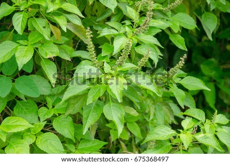 Green basil leaves 