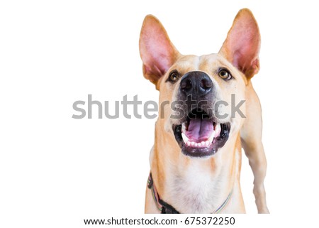 Dogs looking up Royalty-Free Stock Photo #675372250
