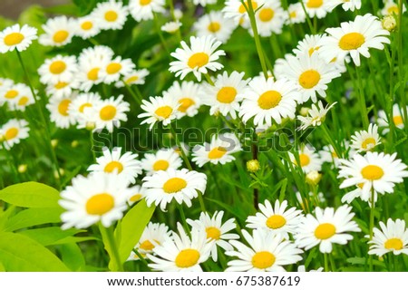 summer field of daisies background