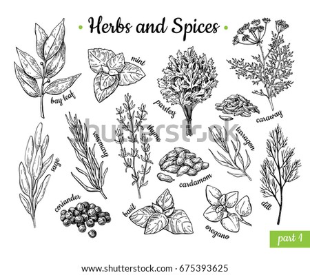 Herbs and Spices. Hand drawn vector illustration set. Engraved style flavor and condiment drawing. Botanical vintage food sketches. Mint, oregano, caraway, coriander, basil, dill and etc. Royalty-Free Stock Photo #675393625