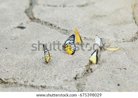 Colorful butterflies on floor. Motion blur. 
