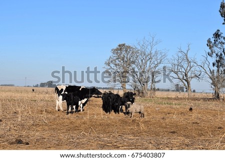 Some cows in the countryside