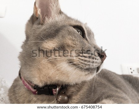 Close up funny cat