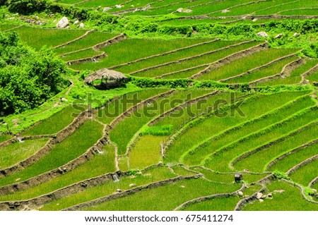 Rice fields near Sapa  in North Vietnam