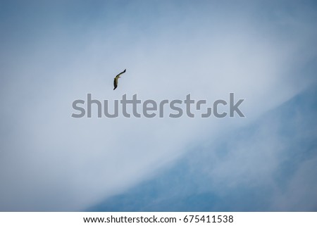 Eagle Fly in Cloudy blue sky