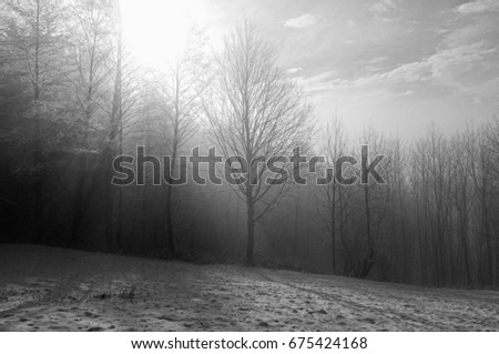 winter woods edge black-white