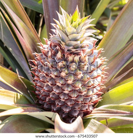 Fresh pineapple at farm or plantation.