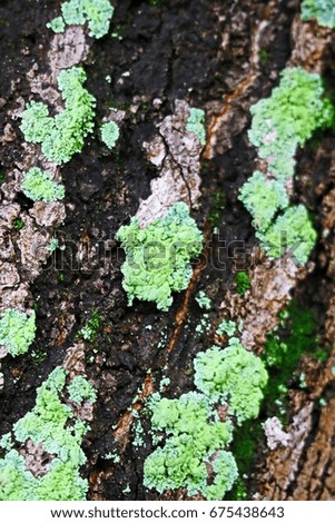 lichen on moist tree bark