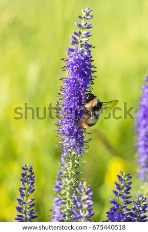 A bumblebee sits on a field flower in a meadow.