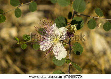 Beautiful details of a caper flower, with a natural background which brings out the wonderful colors of the pistils.