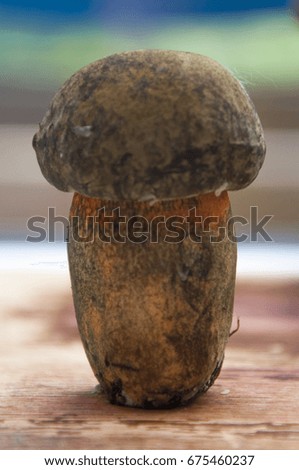 mushrooms, Dubovik