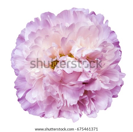 Peony flower white-pink on a white isolated background with clipping path. Nature. Closeup no shadows. Garden flower. 