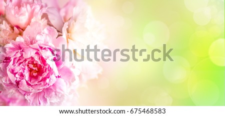 Peonies flowers bunch over green blurred background. Beautiful pink  Easter border design closeup. Copy space for your text. Wide banner.