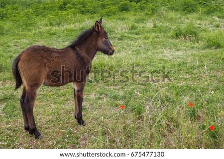 small horse colt walk at the green field