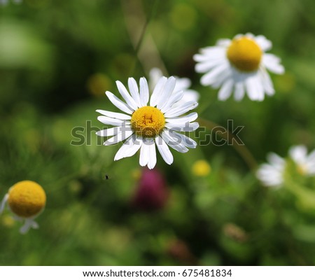 common daisy