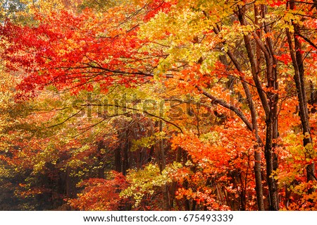 Fall foliage on the Blue Ridge Parkway in North Carolina.