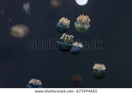 Close-up on dark colored tiny jellyfish, move upside down.  Isolated on dark color background