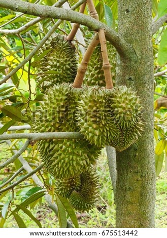 Group Of Young Durians 