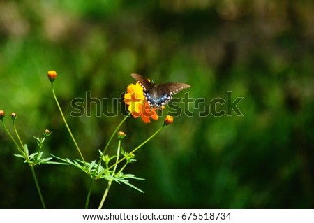 Fluttering butterflies sipping nectar from dainty wildflowers in field.                  