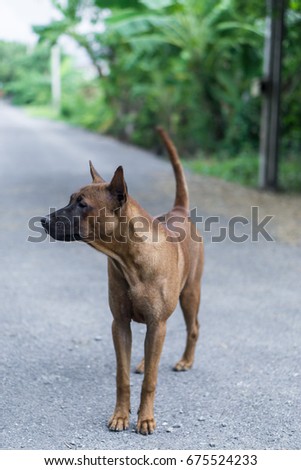 Thai Ridgeback Dog., selective focus at head