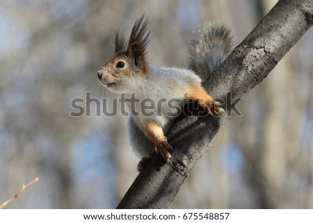 Common squirrel on a branch
