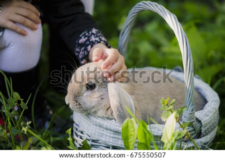 Cute bunny outdoors in the basket. The child's hand strokes the rabbit